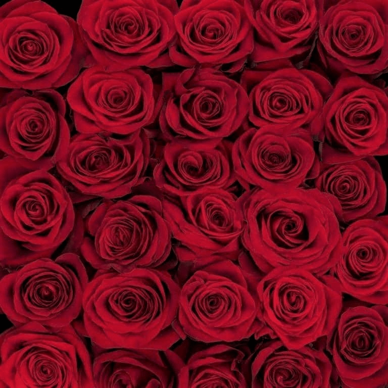 Lily’s Bloom: Your Go-To Source for Wholesale Flowers in Boca Raton, Delray, and West Palm Beach - Lily's Bloom Boutique