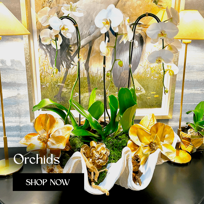 Orchids - Lily's Bloom Boutique