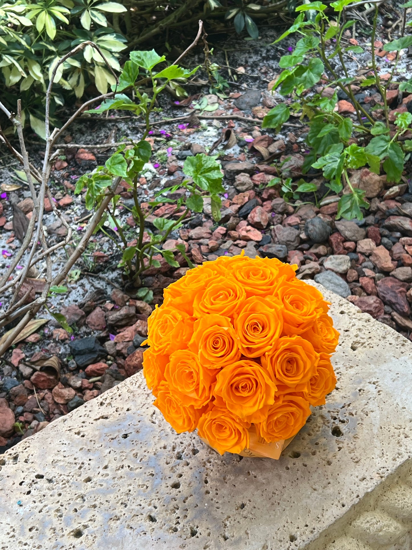 Orange Tropical Glow