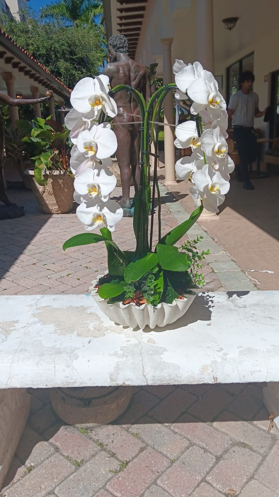 Orchid Ocean Breeze