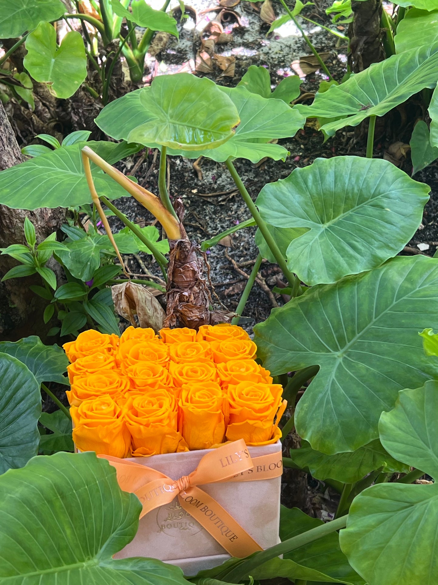 Orange Eclat