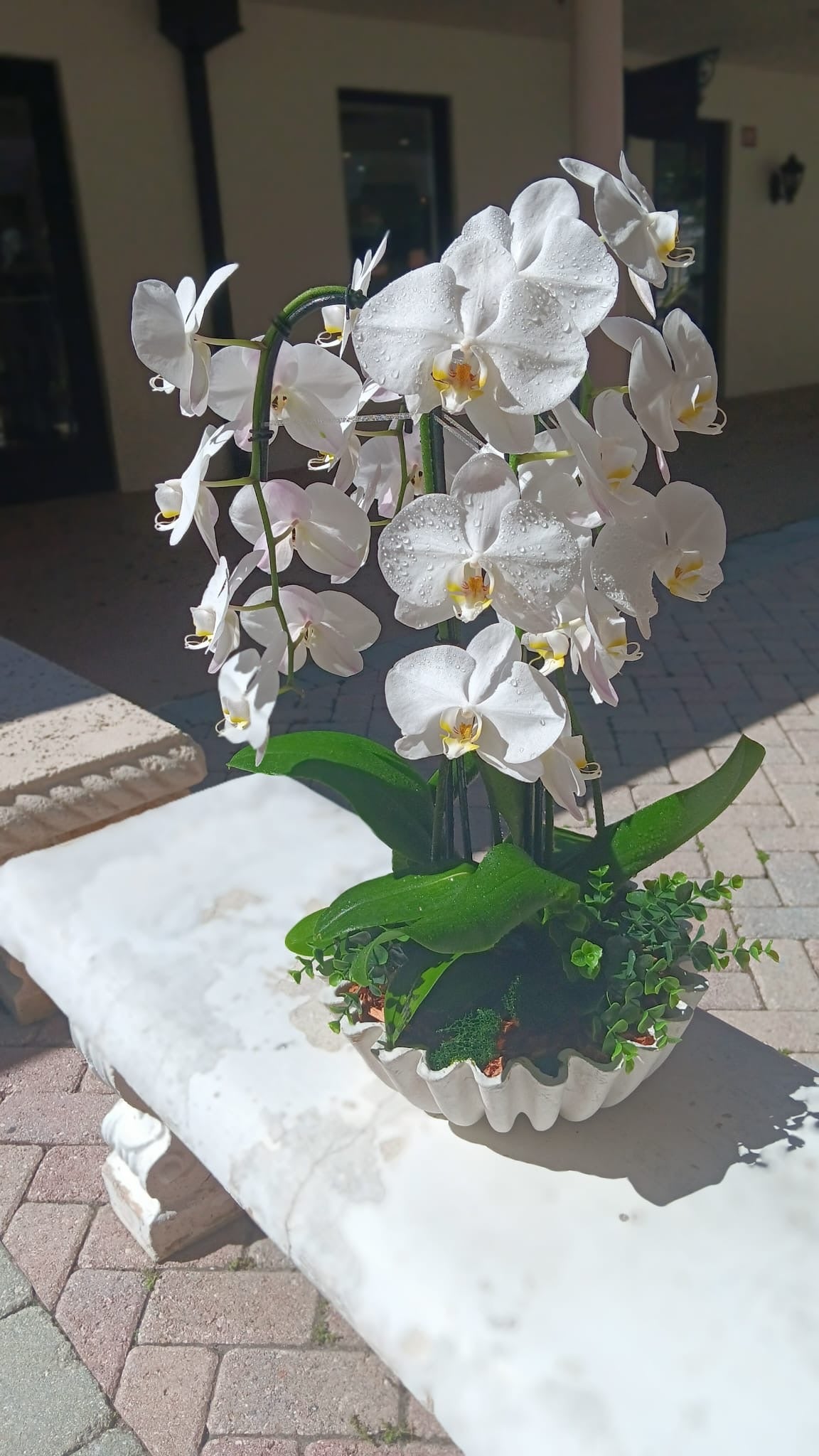 Orchid Ocean Breeze