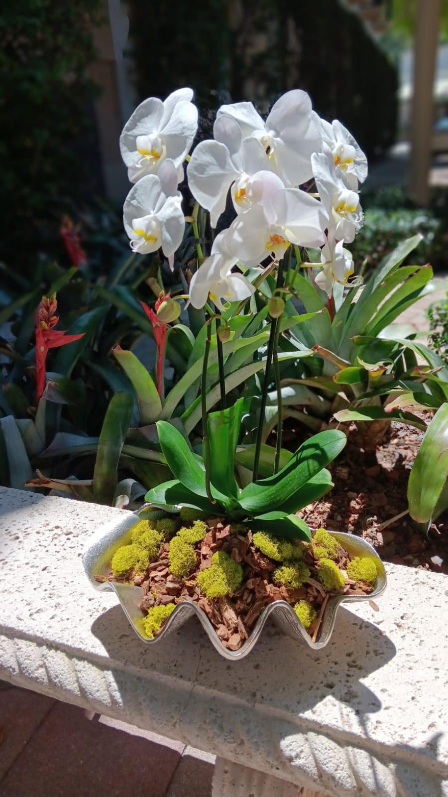 Orchid Ocean Breeze