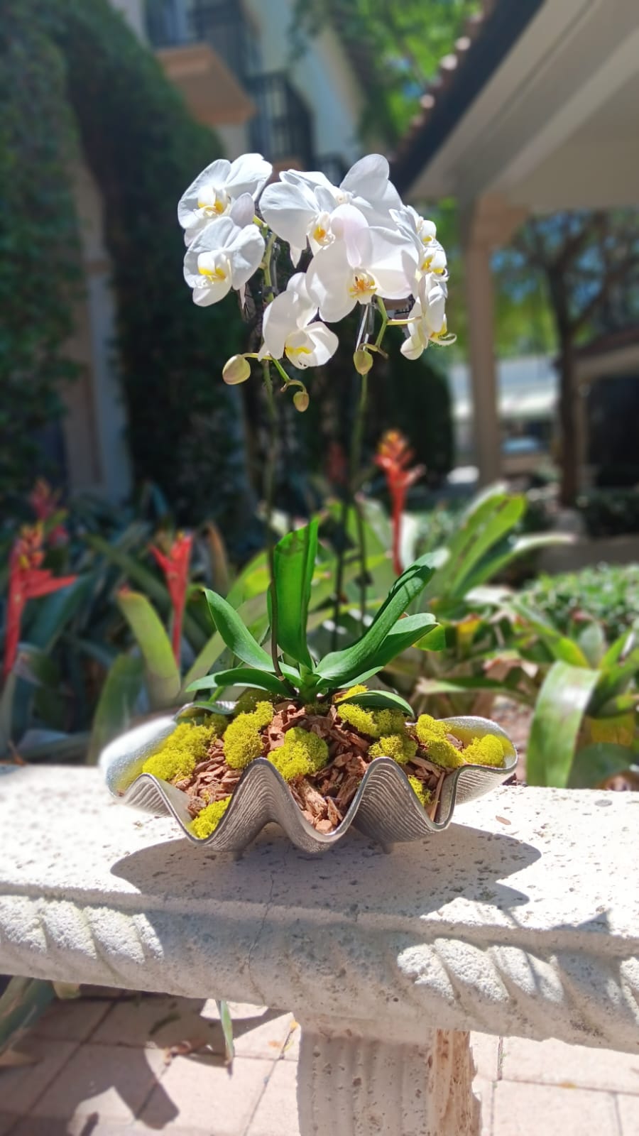 Orchid Ocean Breeze