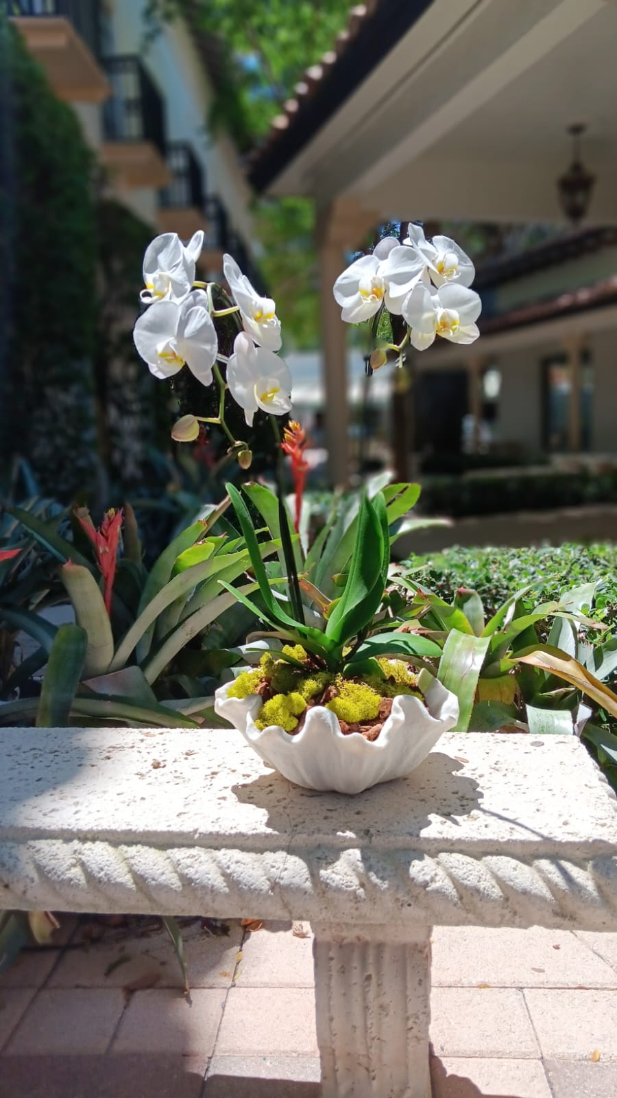 Orchid Ocean Breeze