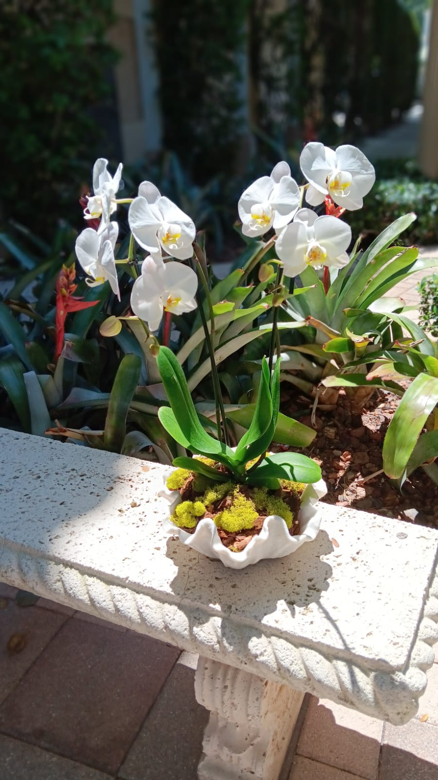 Orchid Ocean Breeze