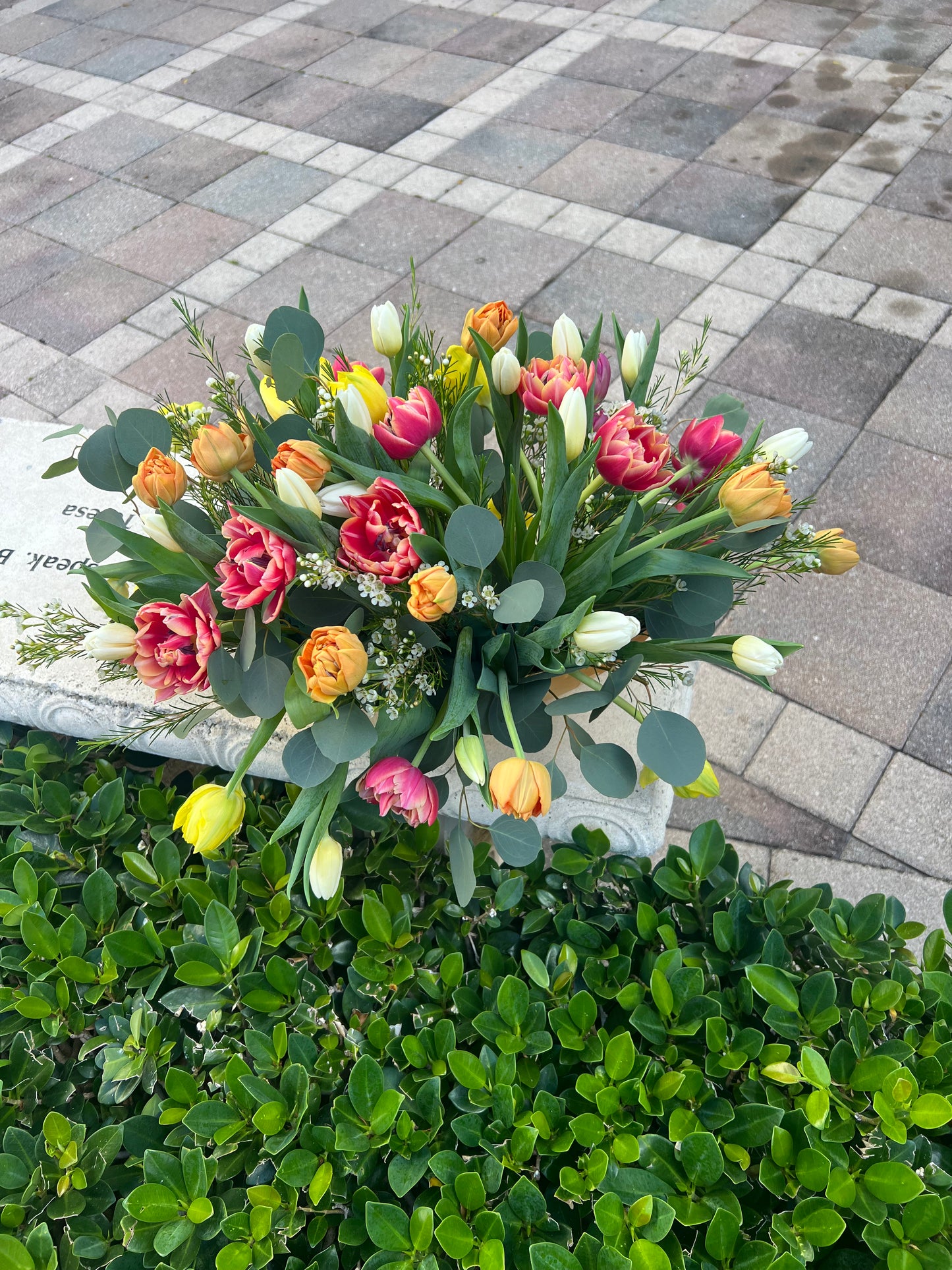 Tulips symphony