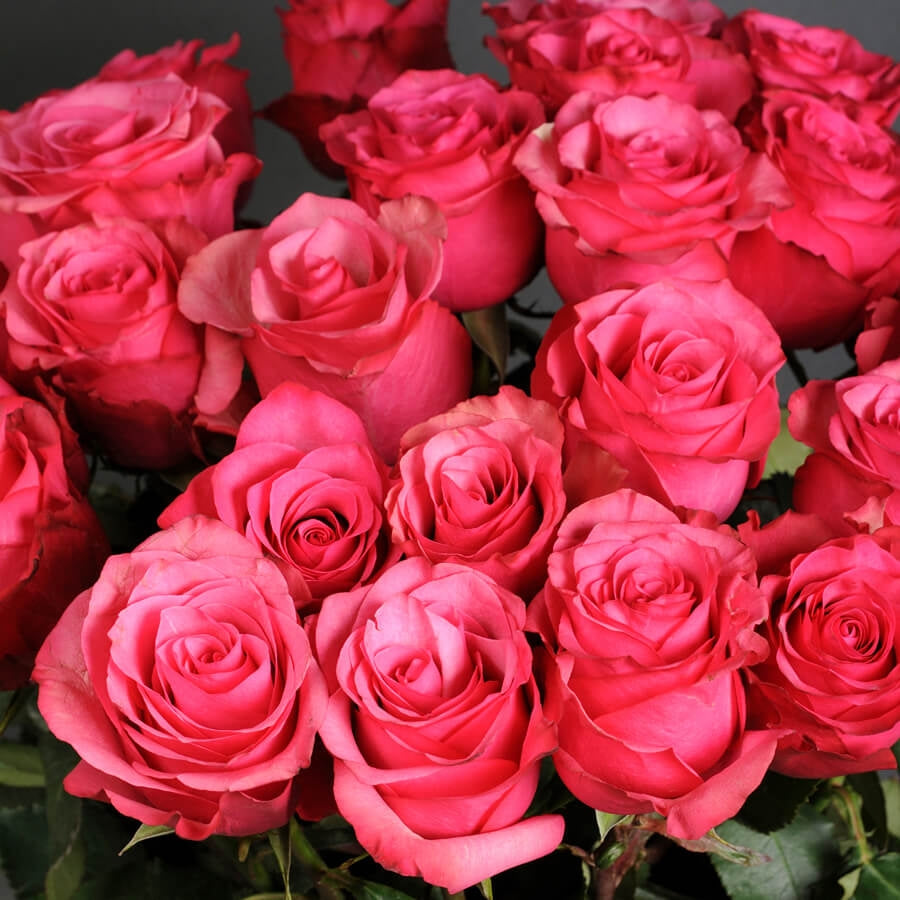 Hot Pink Roses in a Vase