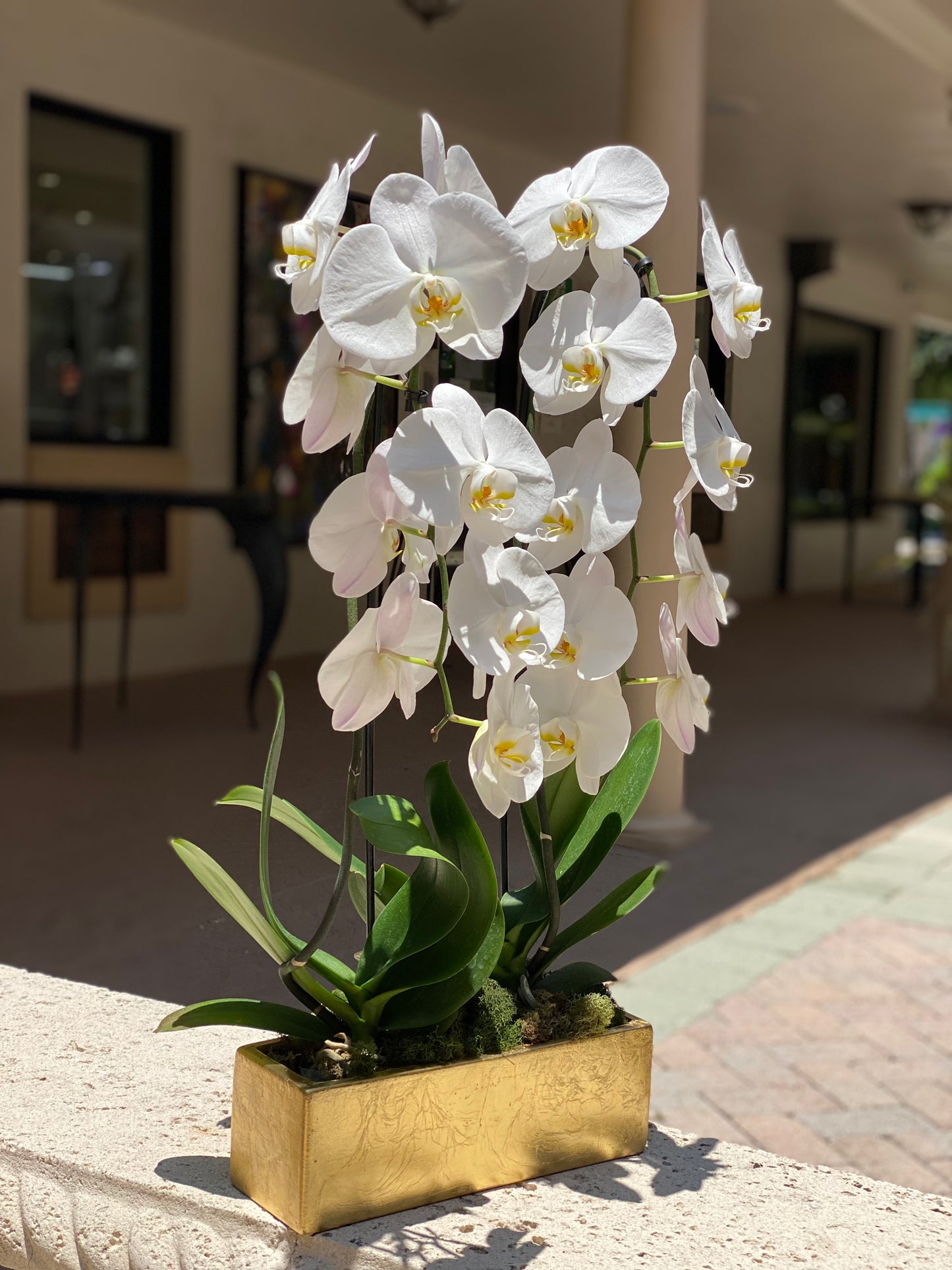 Orchids in a Vase