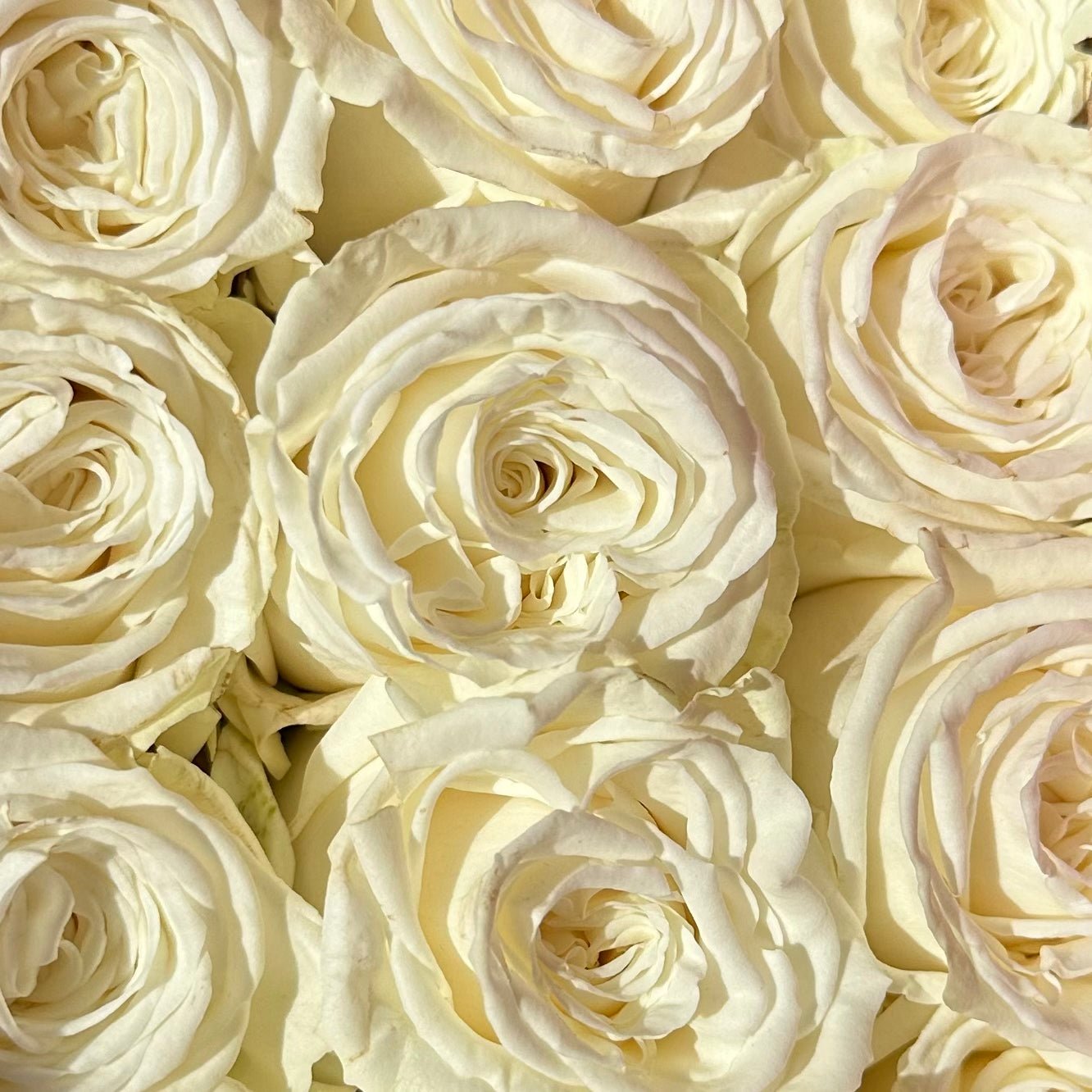 Bunch of Roses Playa Blanca 60cm - Lily's Bloom Boutique