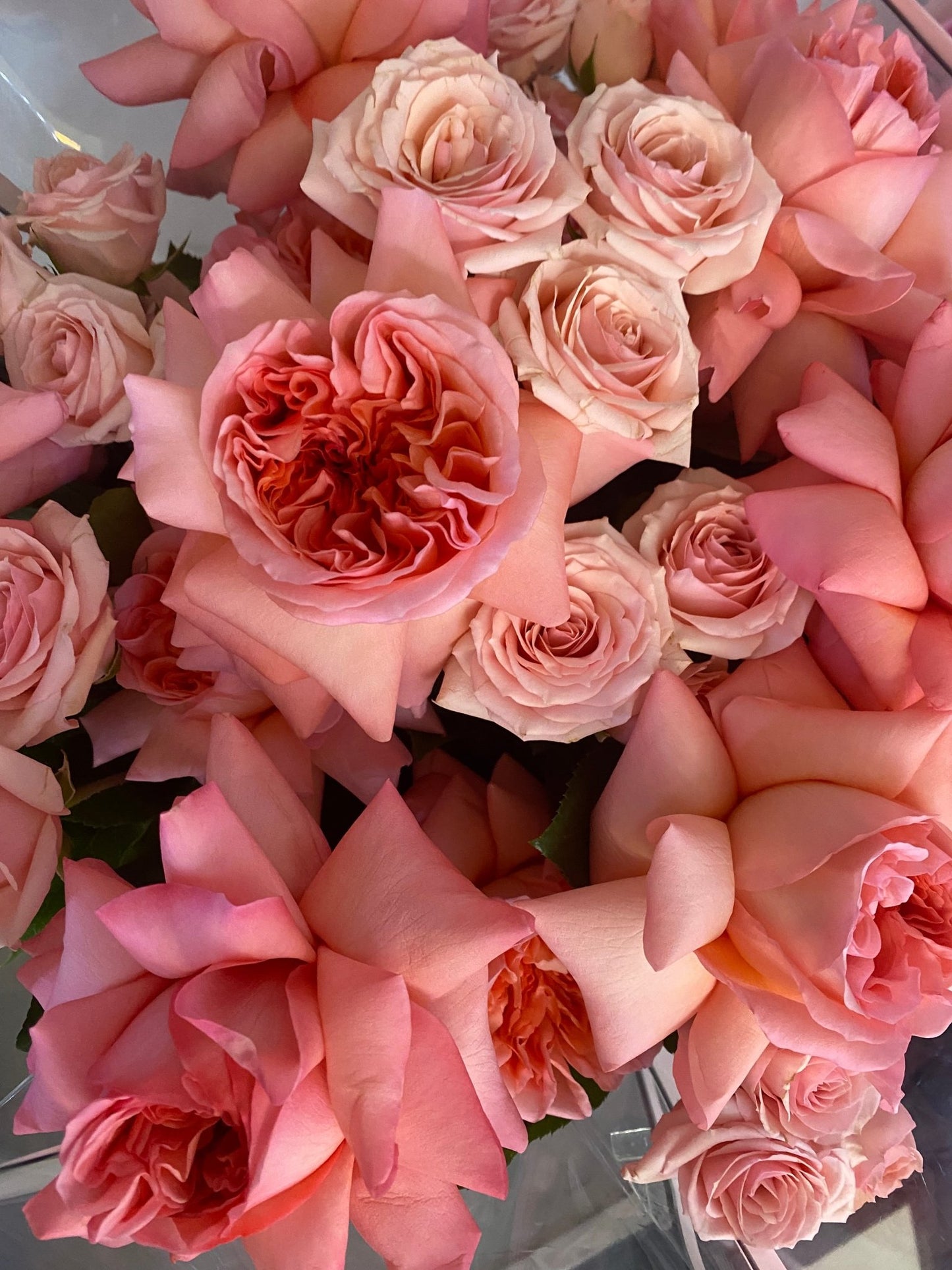 Garden Rose Pink X-Pression - Lily's Bloom Boutique