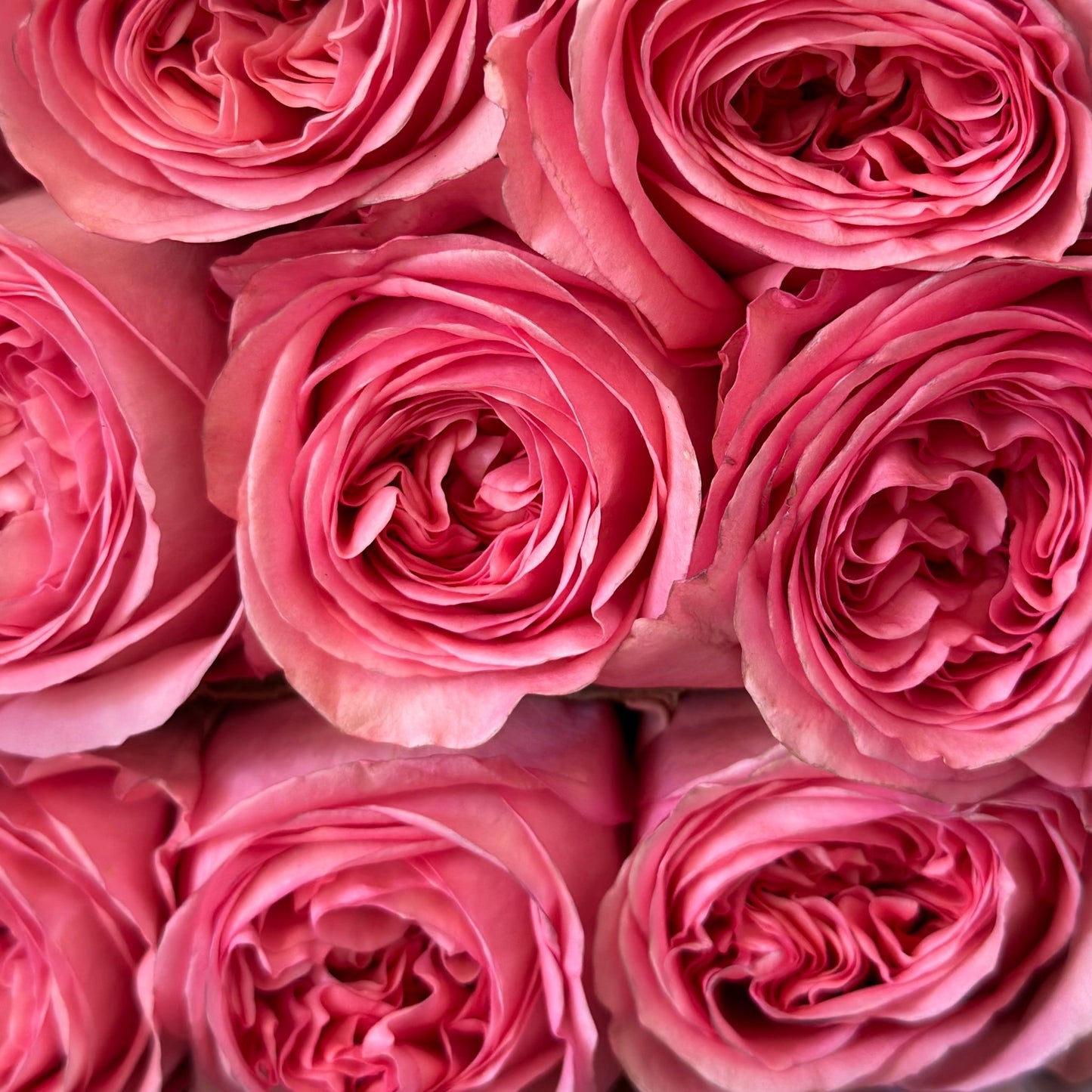 Garden Rose Pink X-Pression - Lily's Bloom Boutique