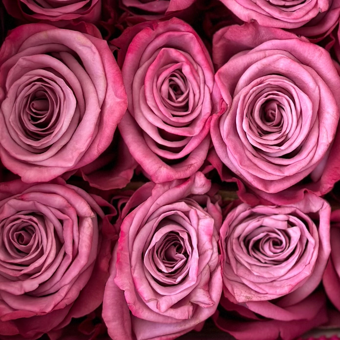 Moody Blue Purple Roses 70 cm - Lily's Bloom Boutique