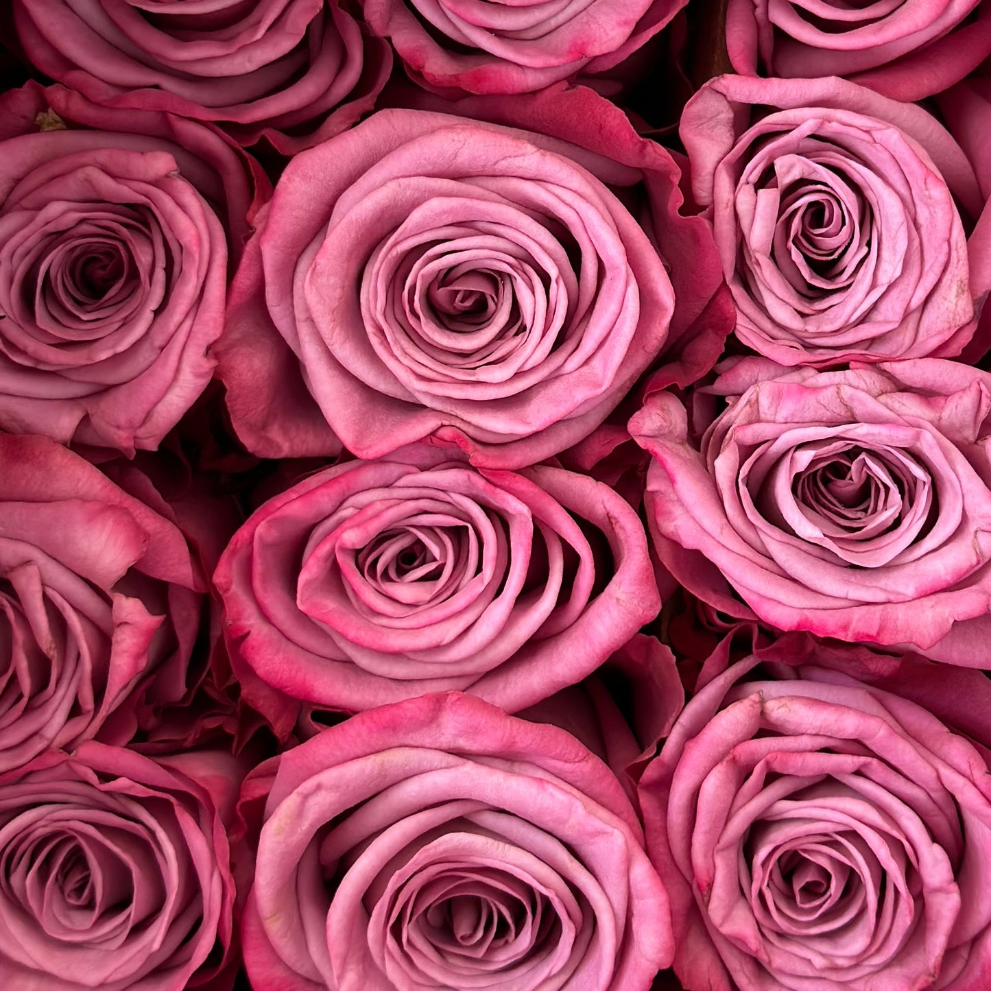 Moody Blue Purple Roses 70 cm - Lily's Bloom Boutique