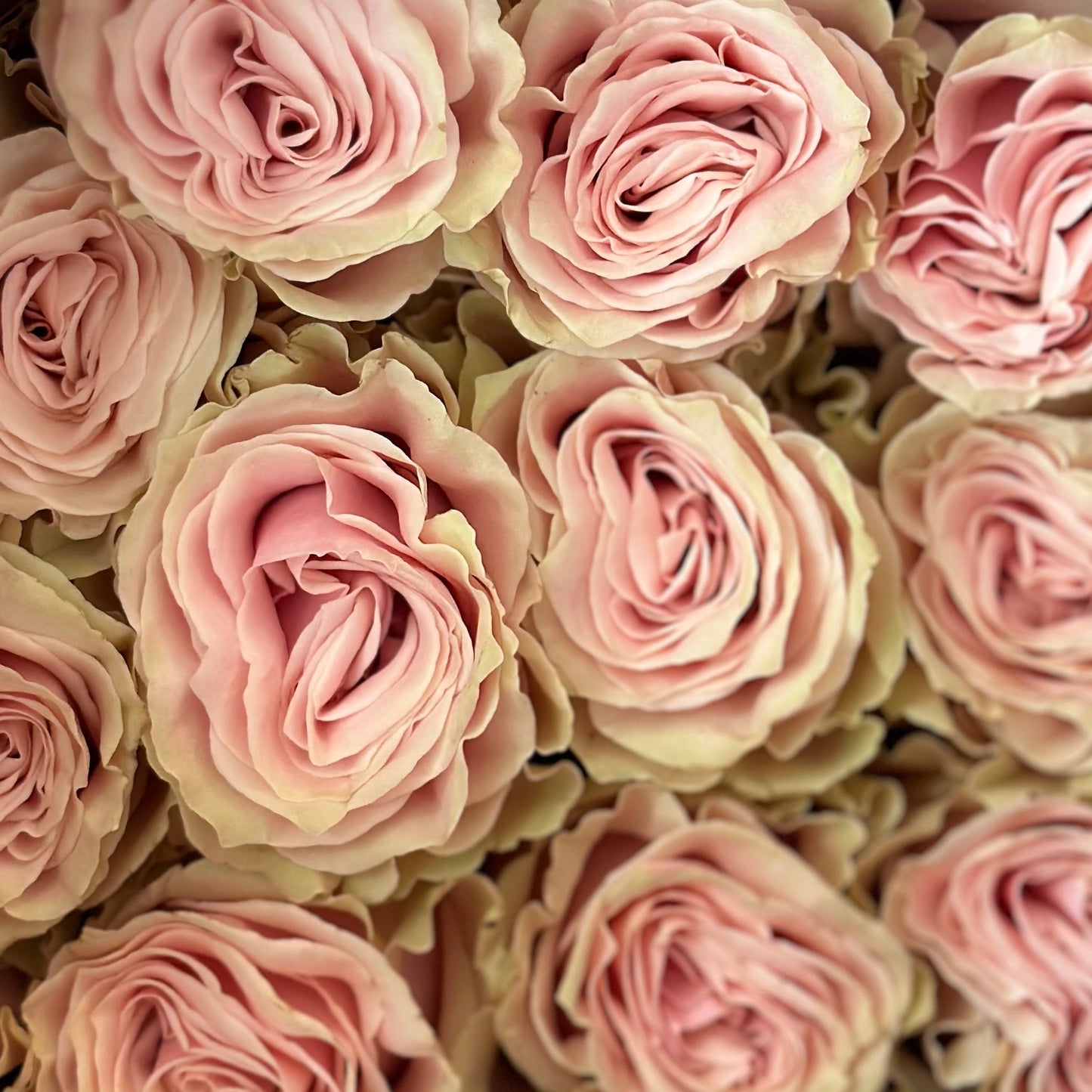 Pink Mondial 70 cm - Lily's Bloom Boutique