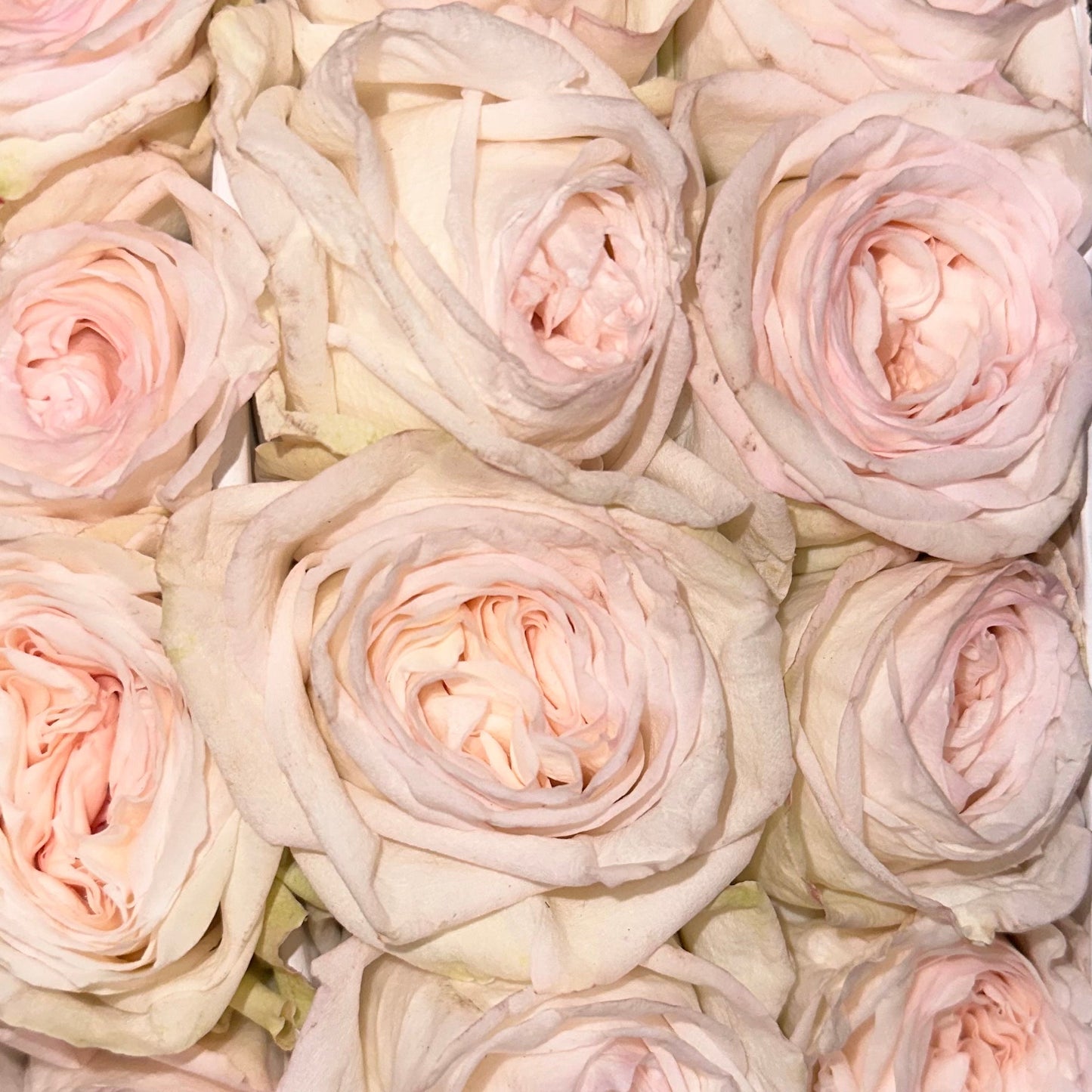 White Ohara Roses 70cm - Lily's Bloom Boutique