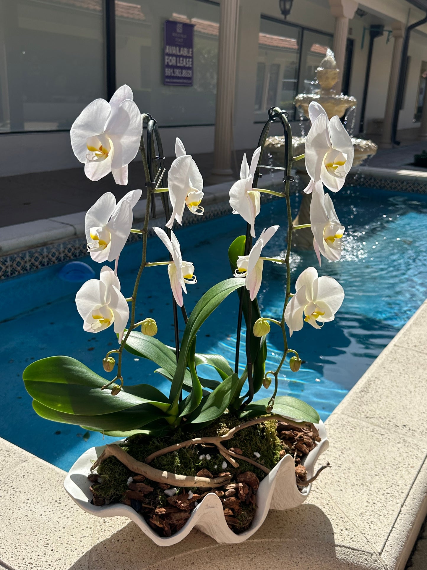 Cupid's Arrows Orchids in Shell