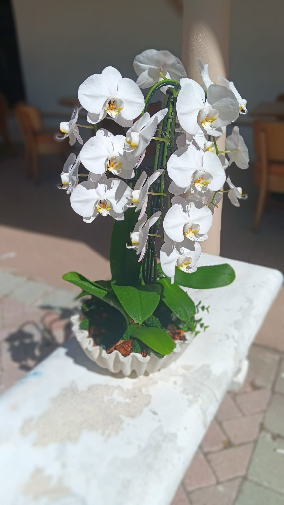 Orchid Ocean Breeze