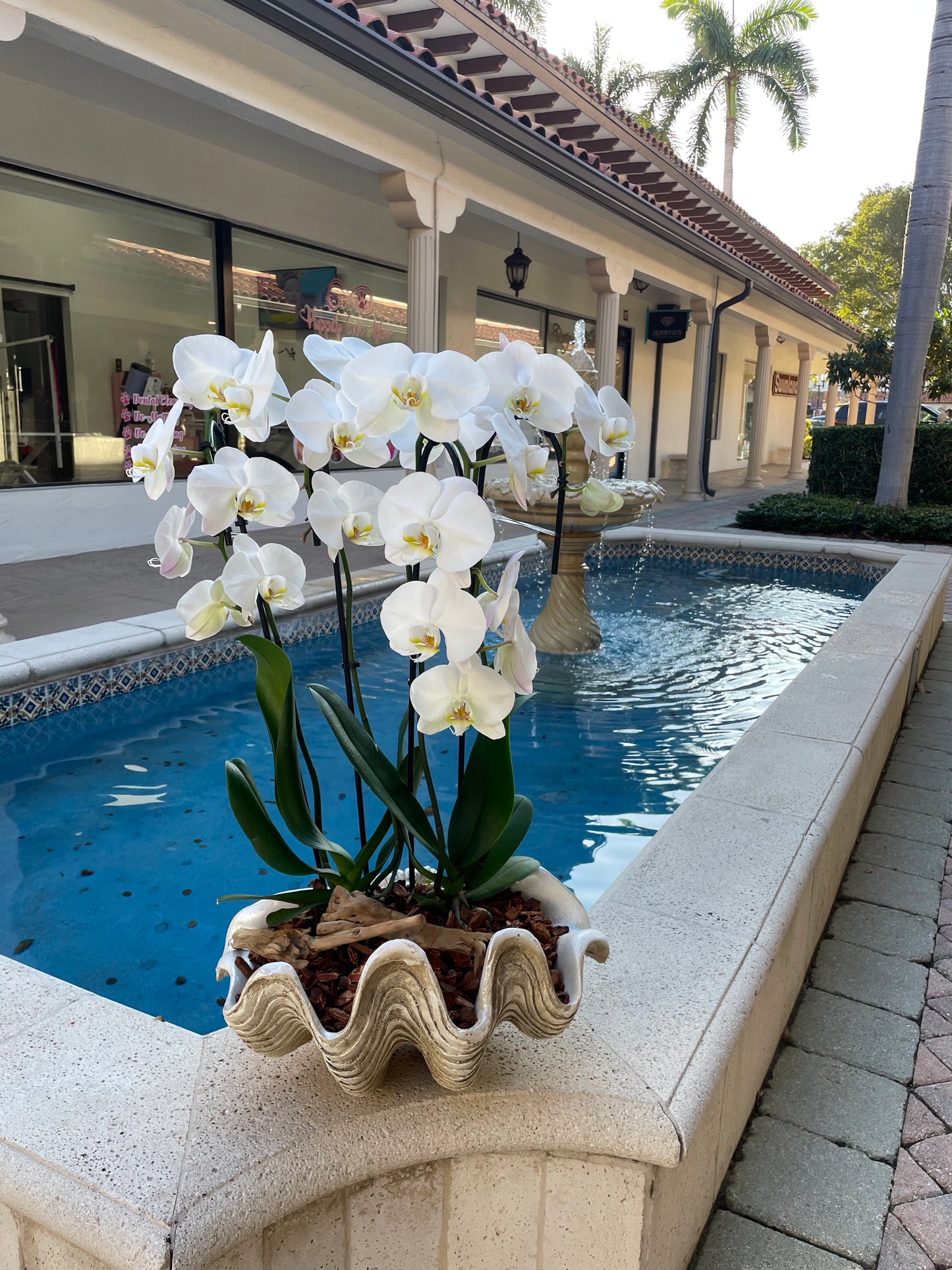 Cupid's Arrows Orchids in Shell