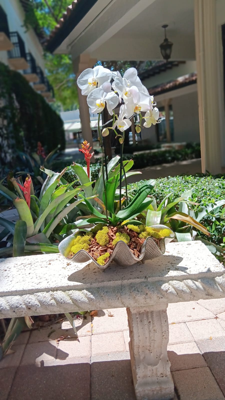 Orchid Ocean Breeze