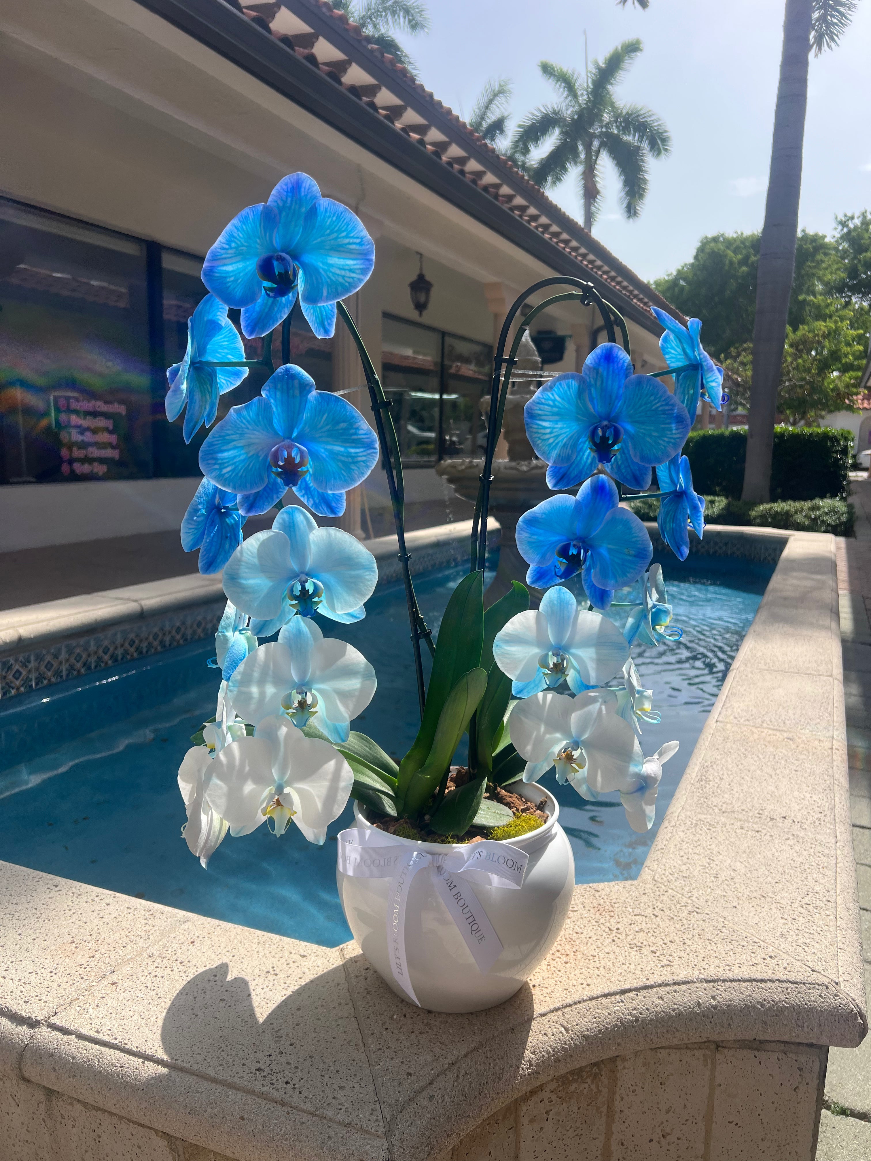 Orchid Blue Lagoon