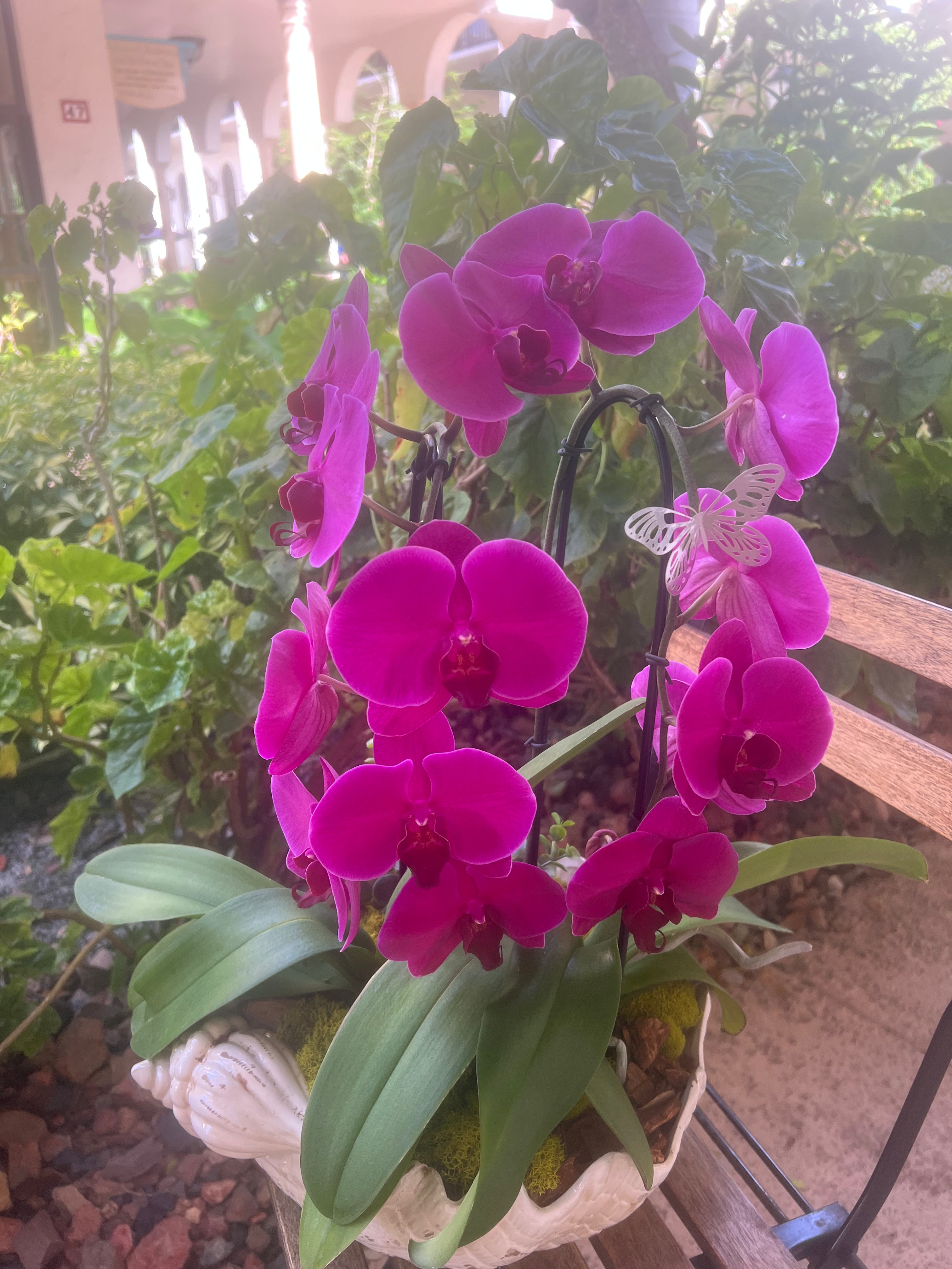 Purple Velvet Orchid