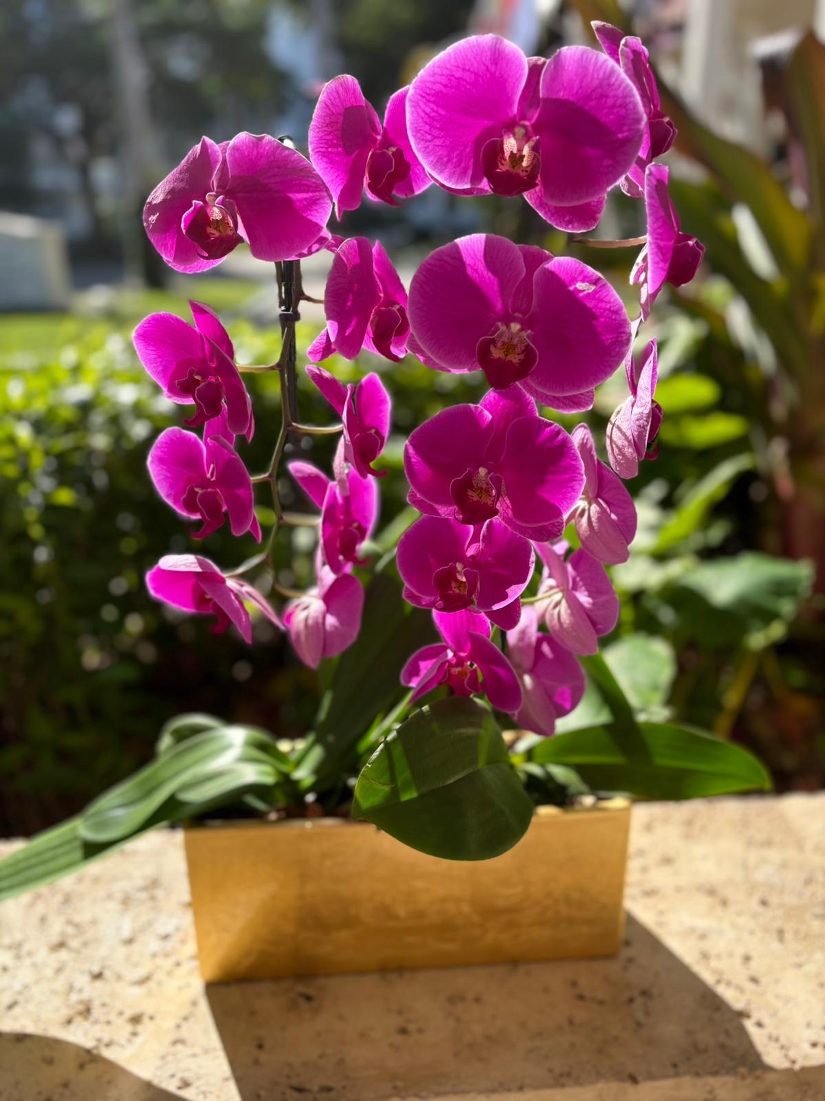 Pink Elegance Orchid