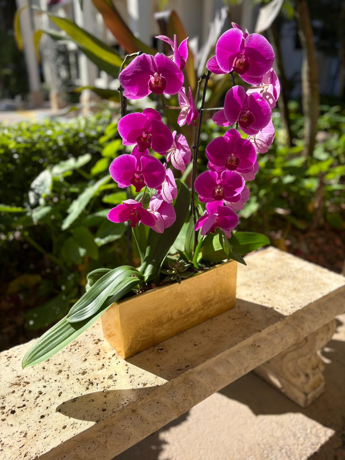 Pink Elegance Orchid