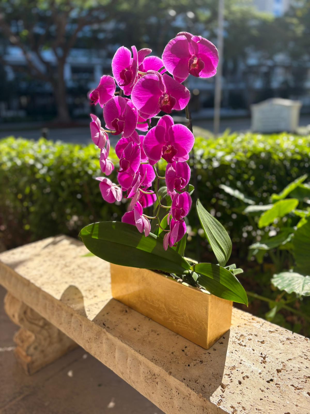 Pink Elegance Orchid