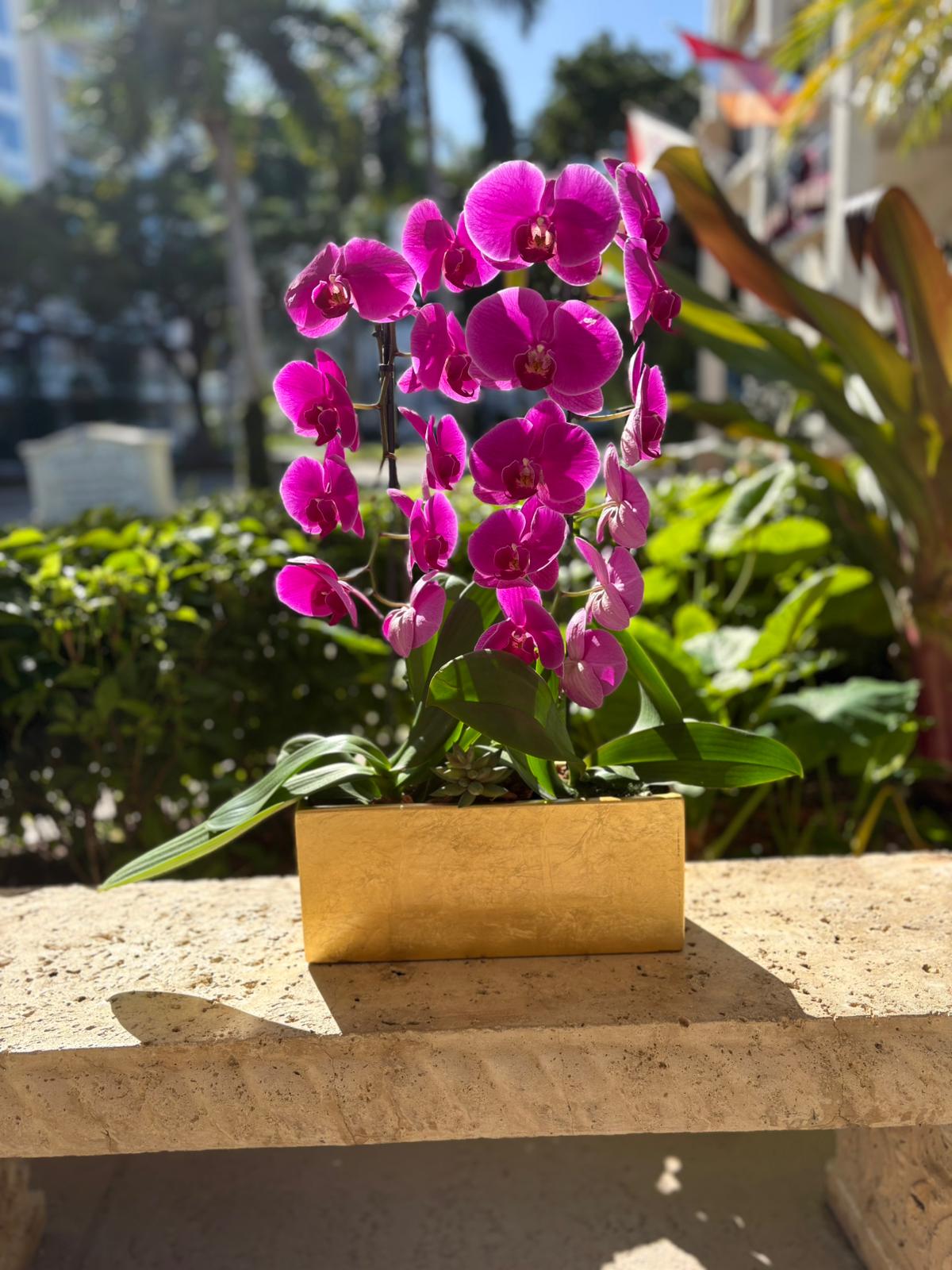 Pink Elegance Orchid