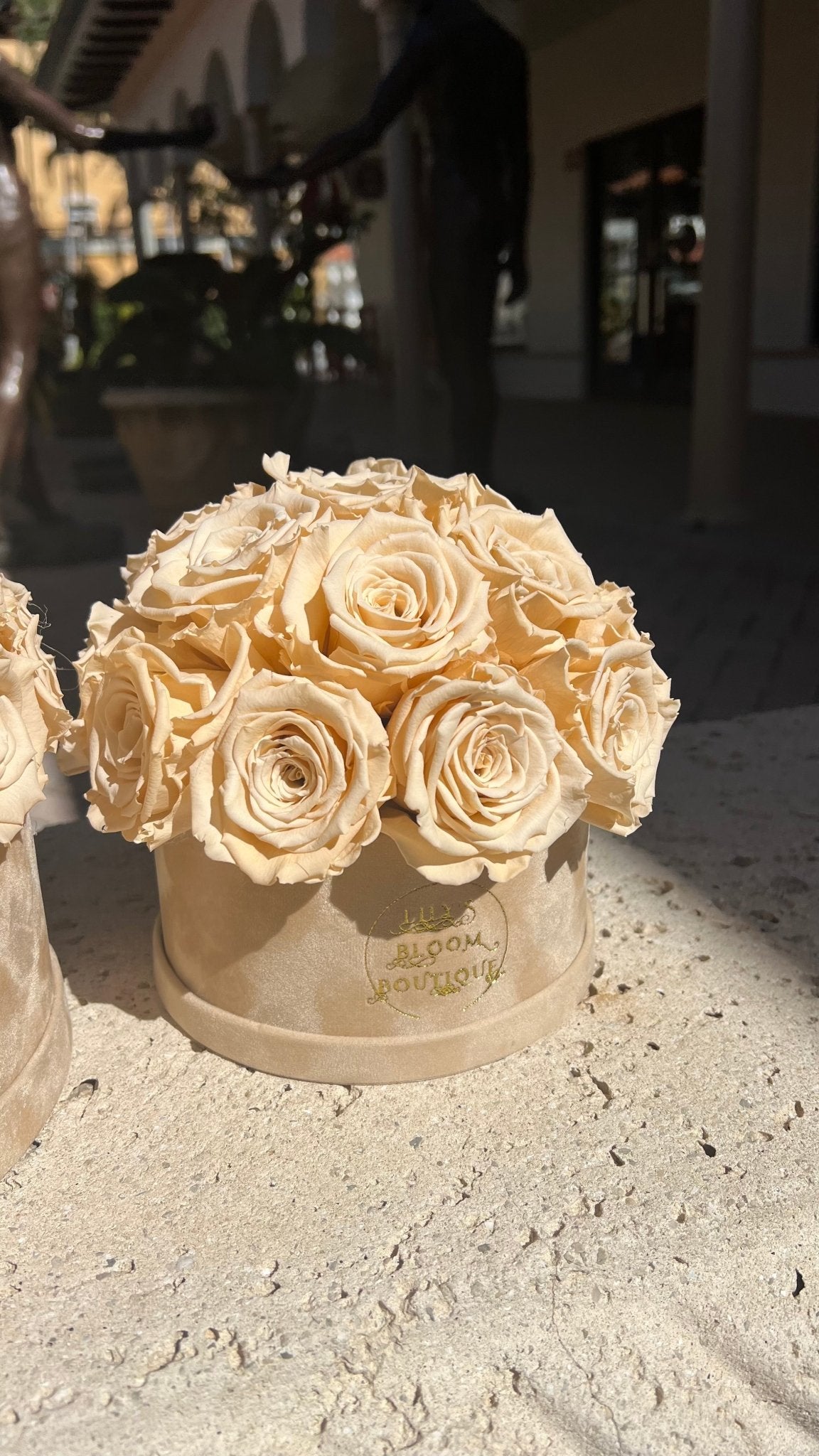 Soft Cream Forever Roses (Small) - Lily's Bloom Boutique