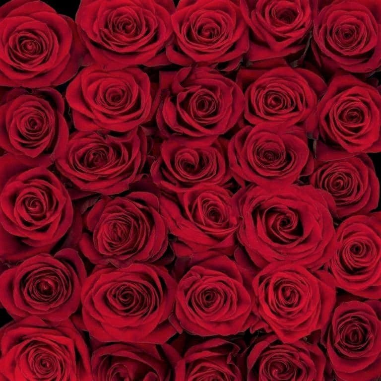 Bunch of Roses Freedom 70cm - Lily's Bloom Boutique