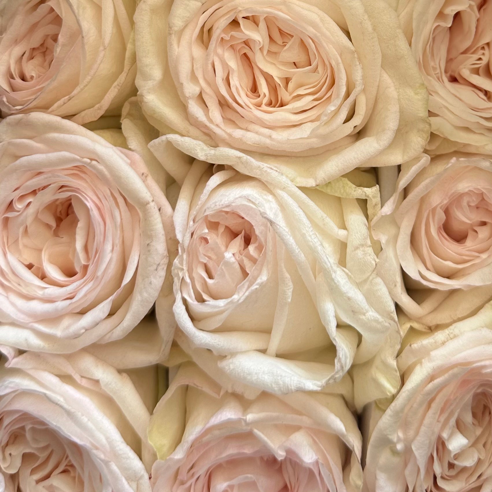 White Ohara Roses 70cm - Lily's Bloom Boutique